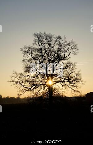 Allemagne, Bavière, haute-Bavière, Altötting district, Neuötting, chêne, détaché, champ, monument naturel, coucher de soleil Banque D'Images