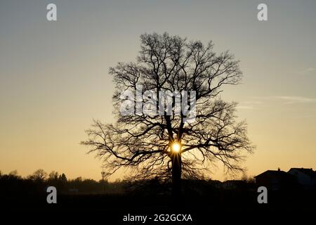 Allemagne, Bavière, haute-Bavière, Altötting district, Neuötting, chêne, détaché, champ, monument naturel, coucher de soleil Banque D'Images