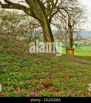 Europe, Allemagne, Hesse, Marburger Land, Vogelsberg Geopark, Amöneburg, réserve naturelle, habitat de la FFH, Natura 2000, éperon creux en fleurs, érable, crucifix, vue sur le bassin de l'Amöneburg Banque D'Images