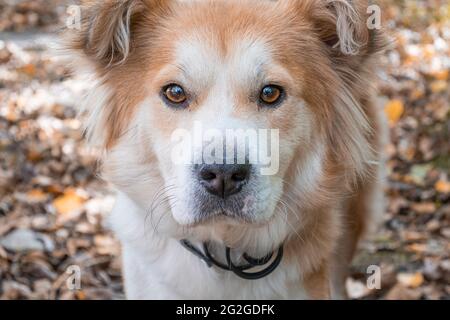 Un chien portant un collier de chien contre des puces et des tiques sur une pelouse dans une forêt d'automne dans la ville regarde attentivement l'appareil photo. Gros plan d'un beau coup Banque D'Images