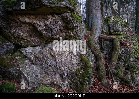 Druid grove en Suisse franconienne, Bavière Banque D'Images