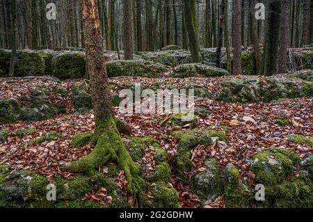 Druid grove en Suisse franconienne, Bavière Banque D'Images