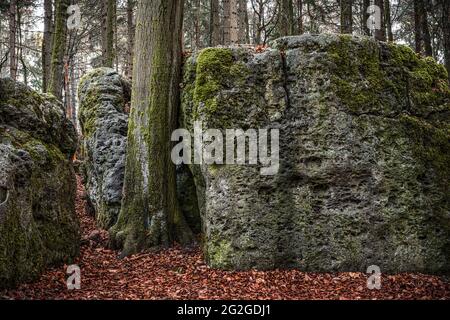 Druid grove en Suisse franconienne, Bavière Banque D'Images