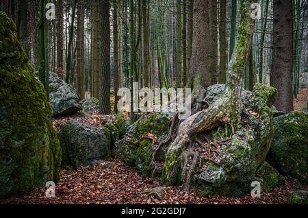 Druid grove en Suisse franconienne, Bavière Banque D'Images