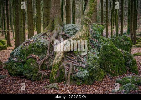 Druid grove en Suisse franconienne, Bavière Banque D'Images