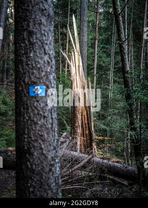 Foudre dans la forêt Banque D'Images