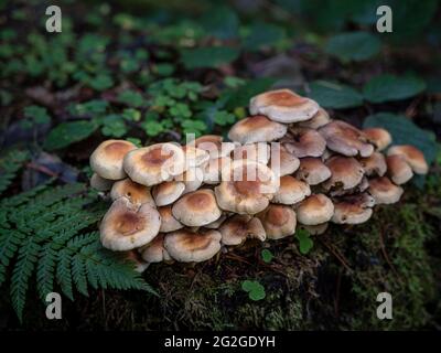 Des champignons dans la forêt Banque D'Images