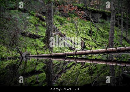 Étang biotope dans la forêt, moyenne-Franconie, Bavière Banque D'Images