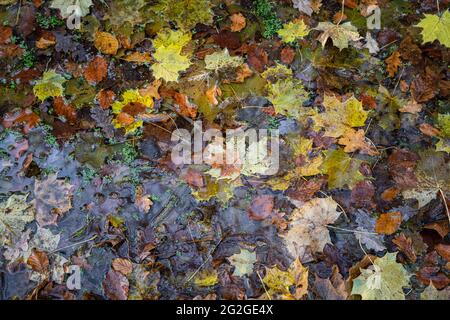 Les feuilles d'automne dans l'eau Banque D'Images