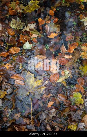 Les feuilles d'automne dans l'eau Banque D'Images