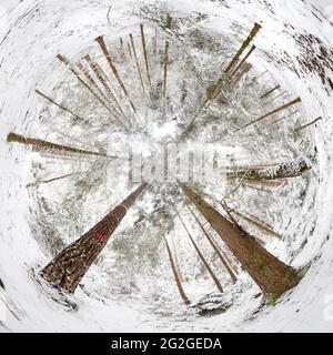 panorama à 360 degrés, forêt en hiver Banque D'Images