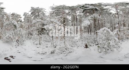 panorama à 360 degrés, forêt en hiver Banque D'Images