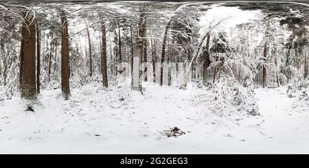 panorama à 360 degrés, forêt en hiver Banque D'Images