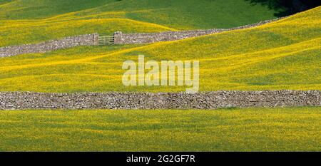 Prairie de fleurs sauvages à Wensleydale pleine de buttercups, créant une vue jaune saisissante sur le Dale lors d'une soirée d'été. North Yorkshire, Royaume-Uni. Banque D'Images