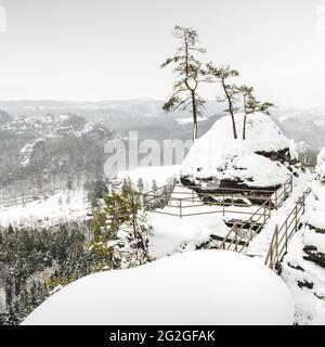 Pins enneigés sur le bastion dans les montagnes de grès de l'Elbe. Banque D'Images