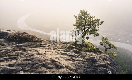 Petits pins sur le Lilienstein au-dessus des nuages au lever du soleil dans les montagnes de grès d'Elbe. Banque D'Images