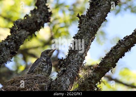 Une coupe fieldfare se tenant au bord de son nid en pensant à partir Banque D'Images