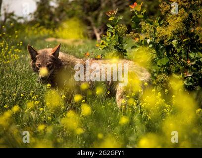 Loups gris dans la nature, Géorgie Banque D'Images