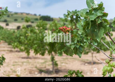 Plantation d'arbres de pistachios.Pistacia vera. Banque D'Images