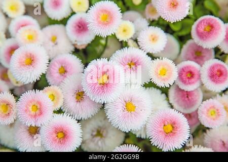 Fleurs dans le jardin. Pâquerettes roses blanches (Bellis perennis) Banque D'Images