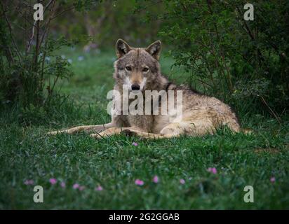 Loups gris dans la nature, Géorgie Banque D'Images