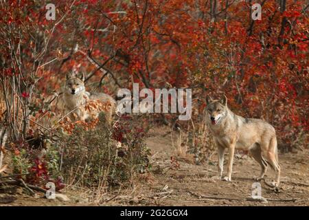 Loups gris aux couleurs rouges de l'automne, Géorgie Banque D'Images