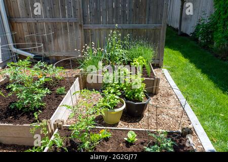 Ce petit jardin urbain de cour contient des lits de plantation carrés surélevés pour cultiver des légumes et des herbes tout au long de l'été. Banque D'Images