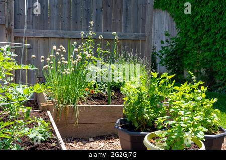 Ce petit jardin urbain de cour contient des lits de plantation carrés surélevés pour cultiver des légumes et des herbes tout au long de l'été. Banque D'Images