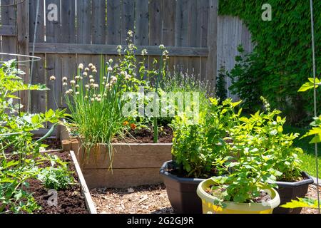 Ce petit jardin urbain de cour contient des lits de plantation carrés surélevés pour cultiver des légumes et des herbes tout au long de l'été. Banque D'Images