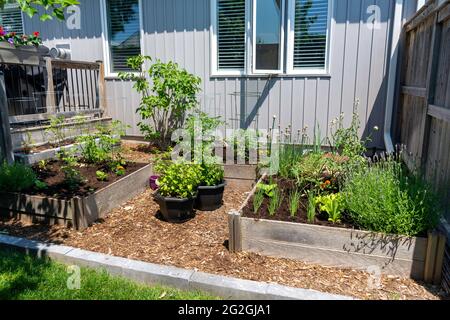 Ce petit jardin urbain de cour contient des lits de plantation carrés surélevés pour cultiver des légumes et des herbes tout au long de l'été. Banque D'Images