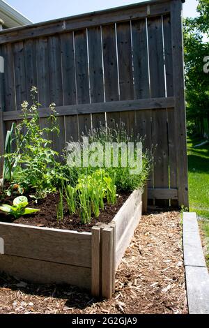 Ce petit jardin urbain de cour contient des lits de plantation carrés surélevés pour cultiver des légumes et des herbes tout au long de l'été. Banque D'Images