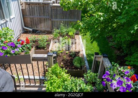 Ce petit jardin urbain de cour contient des lits de plantation carrés surélevés pour cultiver des légumes et des herbes tout au long de l'été. Banque D'Images