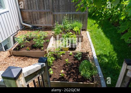 Ce petit jardin urbain de cour contient des lits de plantation carrés surélevés pour cultiver des légumes et des herbes tout au long de l'été. Banque D'Images