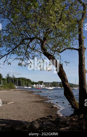 Le rivage du lac Windermere en regardant vers le port de plaisance de Bowness-on-Windermere South Lakeland, Cumbria, Angleterre, Royaume-Uni Banque D'Images