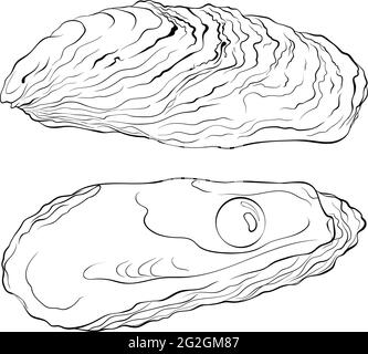 Coquilles d'huîtres avec perles Illustration de Vecteur