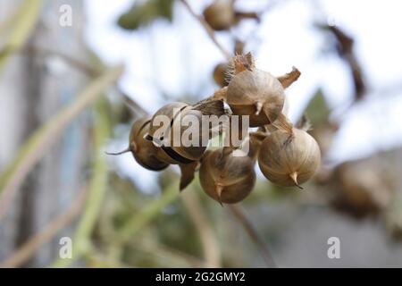 Les graines de fleurs sauvages blanc morning glory (Ipomoea carnea) sur une branche. Banque D'Images