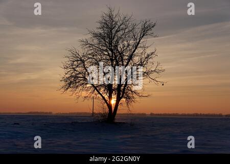Belle image de l'arbre solitaire sur un grand champ couvert de neige, coucher de soleil. Banque D'Images