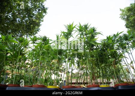 (6/11/2021) 6000 le mouvement sarde et l'association 'Meglio Legale' ont organisé une manifestation à la Piazza Vittorio Emanuele à Rome, au cours de laquelle ils ont apporté six mille plants de cannabis légal 6000 le mouvement sarde et l'association 'Meglio Legale' ont organisé une manifestation à la Piazza Vittorio Emanuele à Rome, au cours de laquelle ils ont apporté six mille plants de cannabis légal Les plantes pour discuter de la question de la légalisation et la porter à l'attention du Parlement et des citoyens. Le chef du mouvement "de la ligne", Mattia Santori et Riccardo Magi, membre du Parlement du parti "Europa/Radicali", ont également participé. (Photo de Matteo Banque D'Images