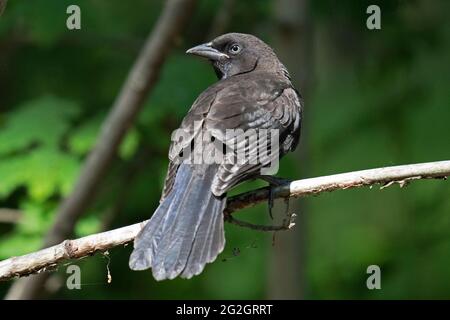 Grackle juvénile (Quiscalus quiscula), jeune oiseau immature Banque D'Images