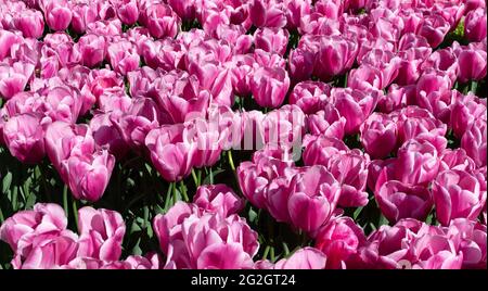 Vue de dessus d'un champ de tulipes roses avec des tiges vertes creuses. Contexte du concept Banque D'Images