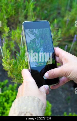 Les mains d'une femme avec un smartphone prenant une photo de quelques fleurs dans un jardin. Sur l'écran vous pouvez voir le détail de l'une de ces fleurs Banque D'Images