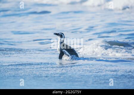 Manchot Magellanique (Spheniscus magellanicus) en marche, île Sea Lion, îles Falkland, Amérique du Sud Banque D'Images