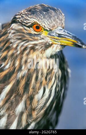 Gros plan d'un héron nocturne à couronne noire juvénile (Nycticorax nycticorax falklandicus), îles Falkland, Amérique du Sud Banque D'Images