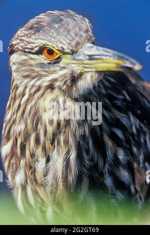 Gros plan d'un héron nocturne à couronne noire juvénile (Nycticorax nycticorax falklandicus), îles Falkland, Amérique du Sud Banque D'Images