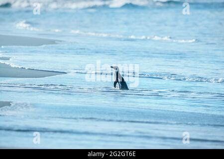 Manchot Magellanique (Spheniscus magellanicus) en marche, île Sea Lion, îles Falkland, Amérique du Sud Banque D'Images