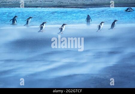 Gentoo Penguins (Pygocelis papouasie) marchant dans une tempête de sable, Sea Lion Island, Falkland Islands, Amérique du Sud Banque D'Images