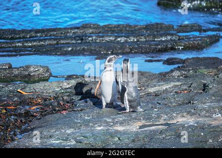 Manchots magellaniques (Spheniscus magellanicus) marchant, Sea Lion Island, Falkland Islands, Amérique du Sud Banque D'Images