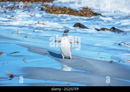 Manchot Magellanique (Spheniscus magellanicus) en marche, île Sea Lion, îles Falkland, Amérique du Sud Banque D'Images