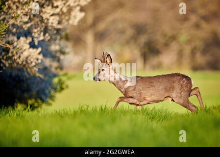 Cerf de Virginie mâle sur un terrain au printemps ( Capranolus capranolus ). Roe européenne Banque D'Images