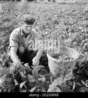 Travailleur migrant cueillant des haricots à Field, Homestead, Floride, États-Unis, Marion Post Wolcott, Administration américaine de la sécurité agricole, janvier 1939 Banque D'Images